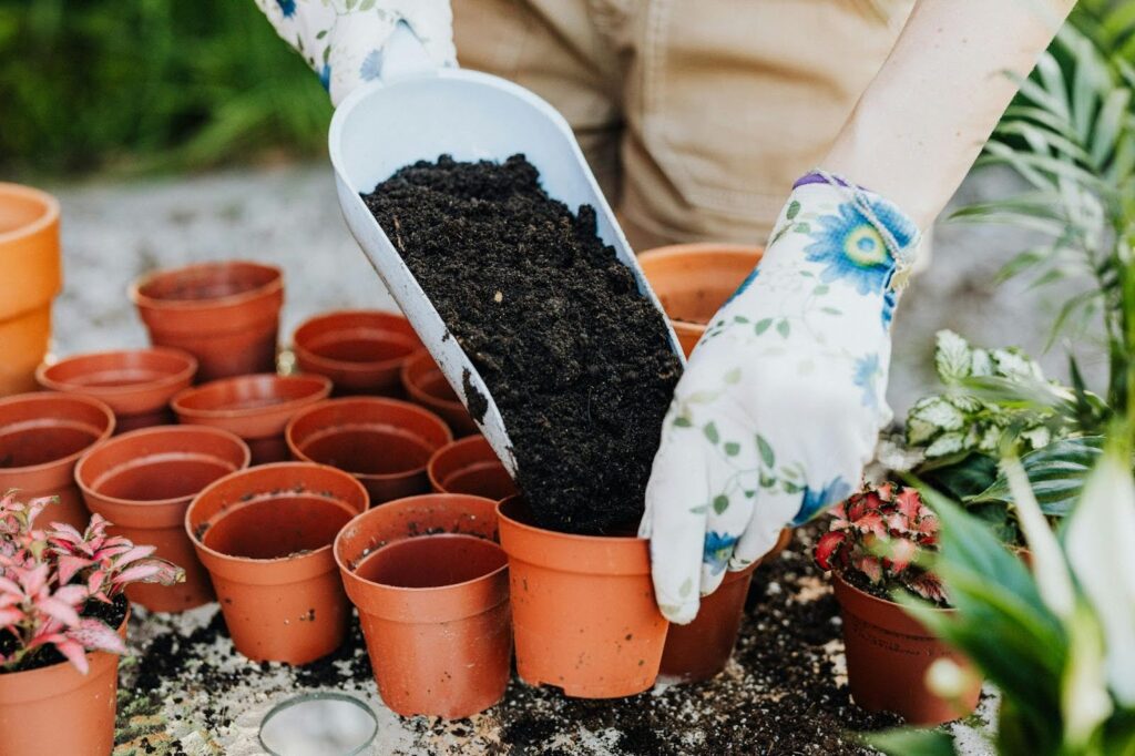 January Garden Prep for Zone 8B Yards